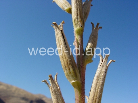 eveningprimrose, silky